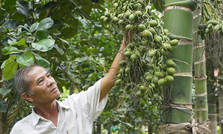 Trồng cau lãi 40 triệu đồng mỗi tháng