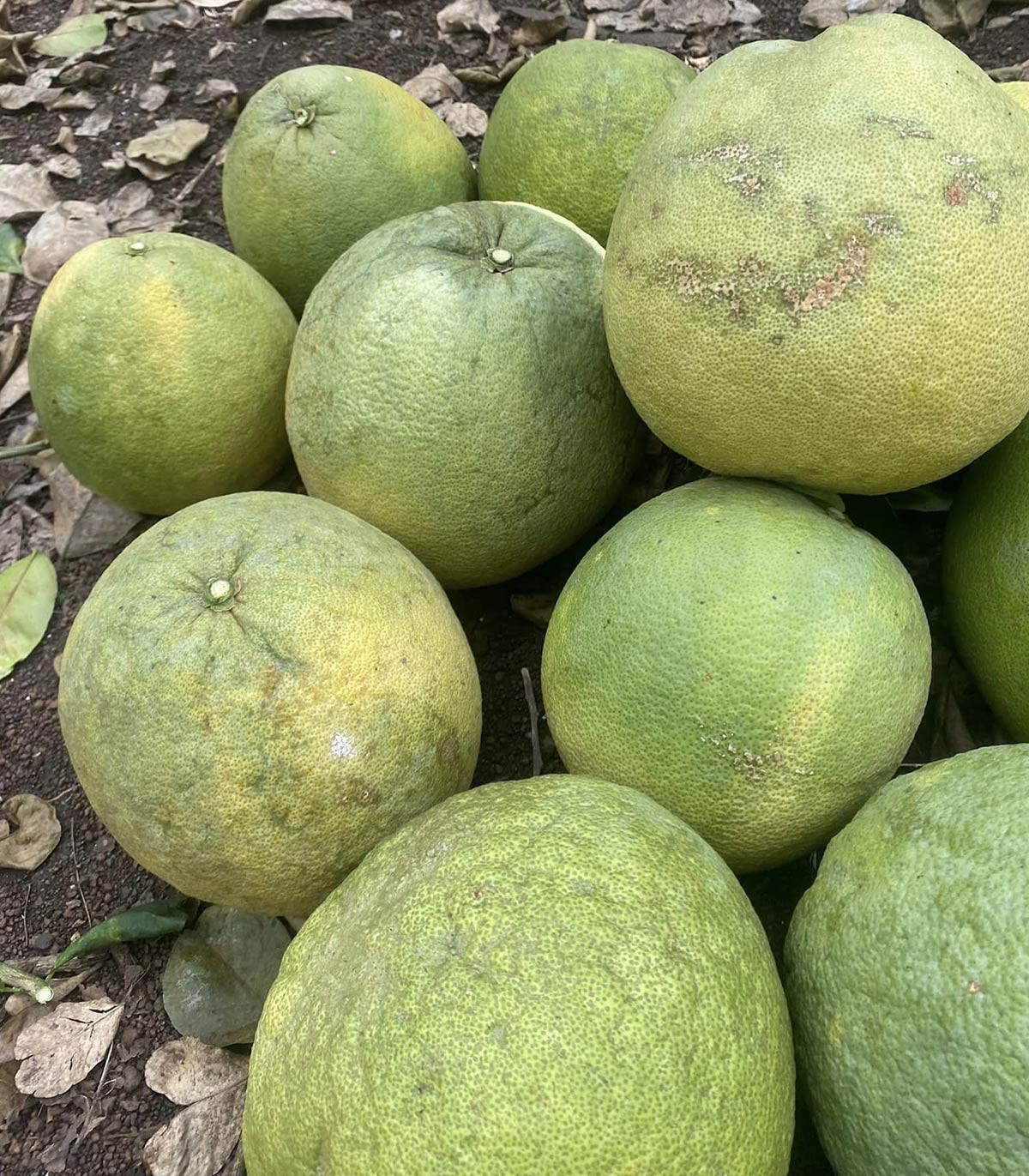 Sự thật thịt bò giá rẻ hơn lợn, chỉ từ 80.000 đồng/kg