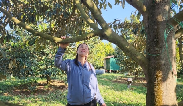 Loại cây ‘vươn cao đón gió’ giúp nữ nông dân đút túi gần 4 tỷ đồng mỗi năm
