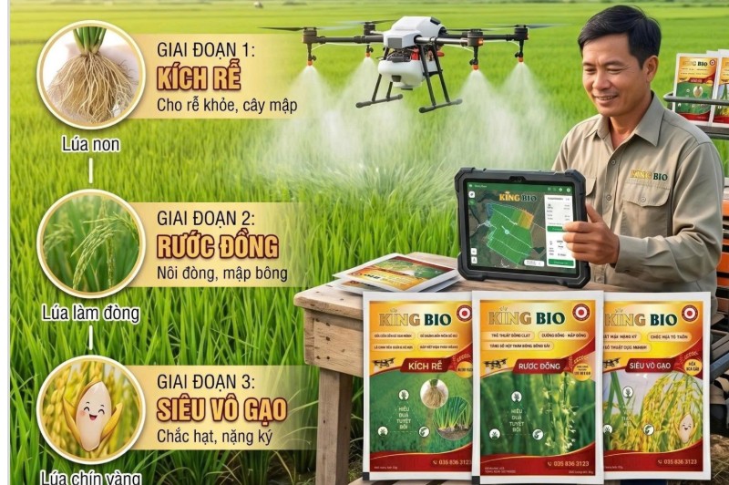 KING BIO - TRỌN BỘ GIẢI PHÁP 3 GIAI ĐOẠN VÀNG CHO CÂY LÚA TRÚNG MÙA, ĐẠT NĂNG SUẤT TỐI ĐA